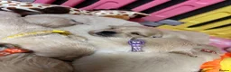 Golden Retriever dogs for sale: Beautiful Kc registered Golden Retriever puppies  - Advert 12
