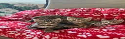 Bengal cats for sale: ONLY FOUR Stunning✨GLITTER Coat✨Bengal kittens  - Advert 4