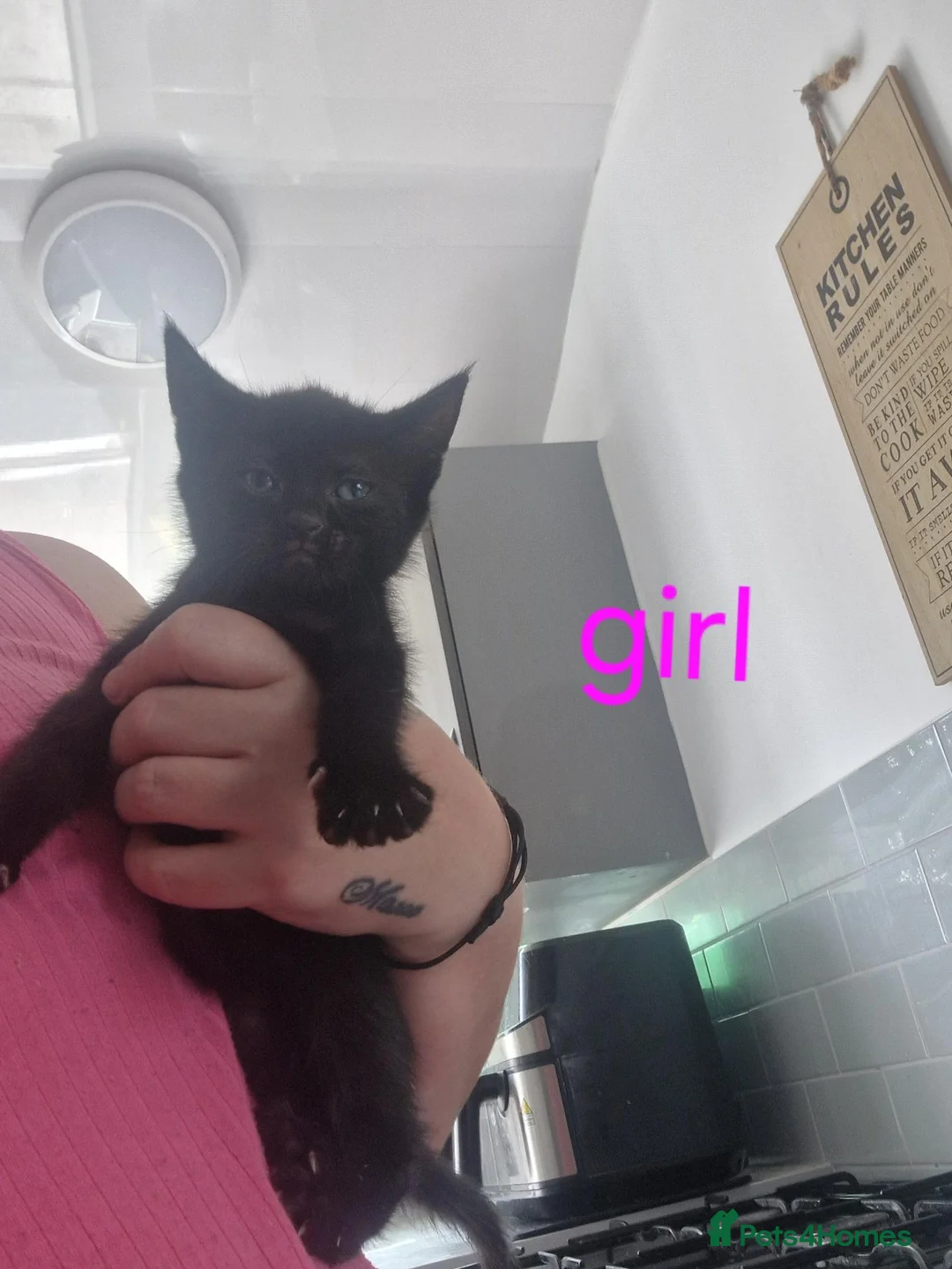 Mixed Breed cats for sale: Kittens  - Advert 6
