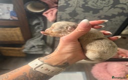 Mixed Breed dogs for sale: Xxx TINY dachshund x chihuahua puppies xxx - Image 24