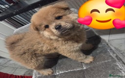 Chow Chow dogs for sale: 5 beautiful chow chow puppies  - Image 3