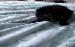 European cats for sale: Kittens - Image 5