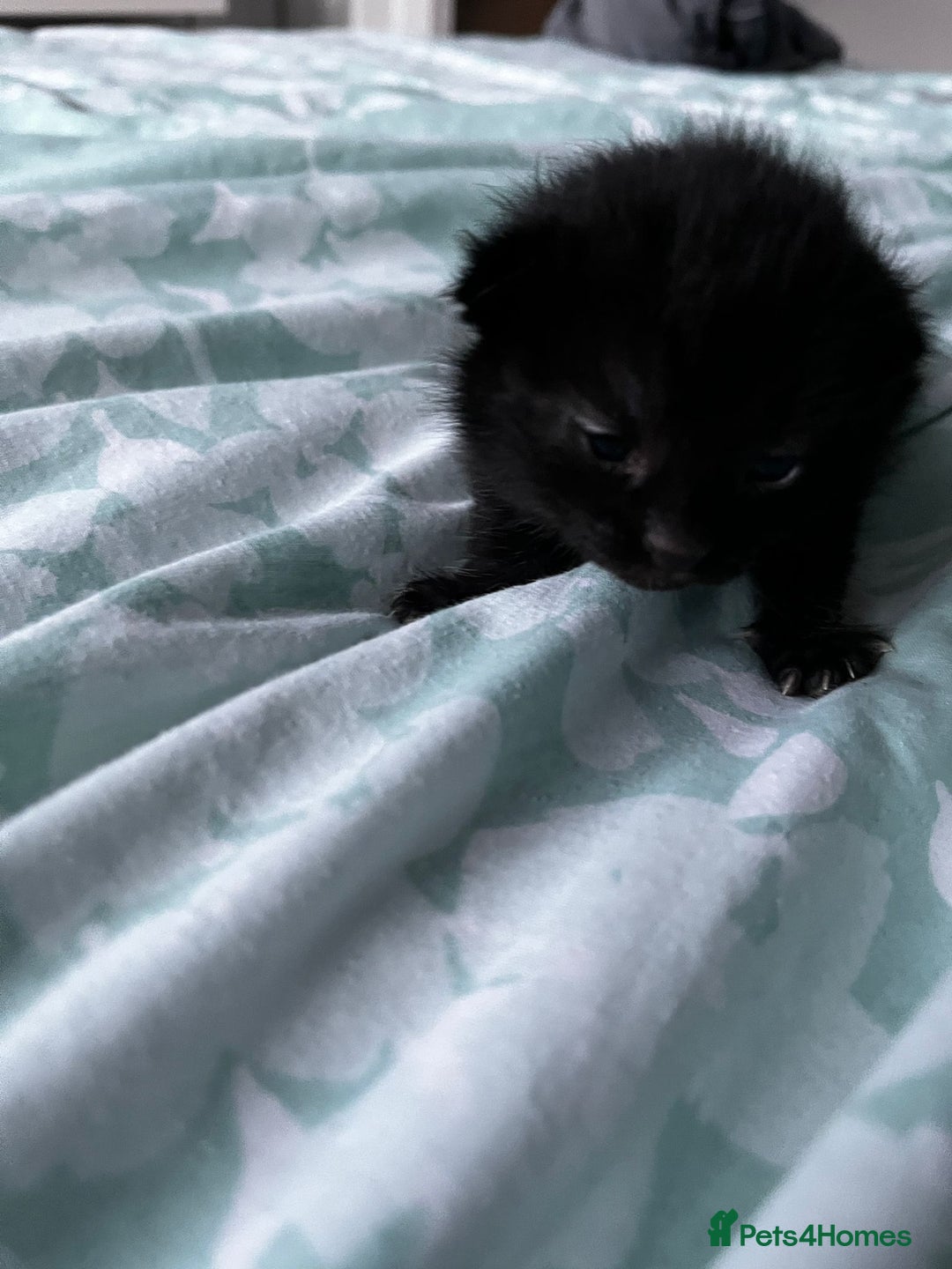 European cats for sale: Kittens - Image 5