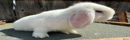 Mini Lop rabbits for sale: Pure mini lops  - Advert 4