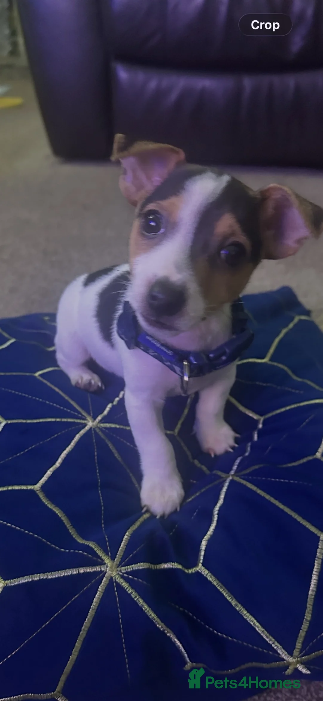 Jack Russell dogs for sale: Jack Russel puppy  in Bradford - Advert 5