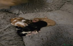 Shih Tzu dogs for sale: Stunning  shihtzus  puppies  4 girls 1 boy - Advert 3