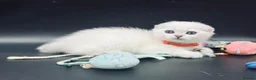 Scottish Fold cats for sale: TICA Registered Scottish Fold Kittens - Advert 12