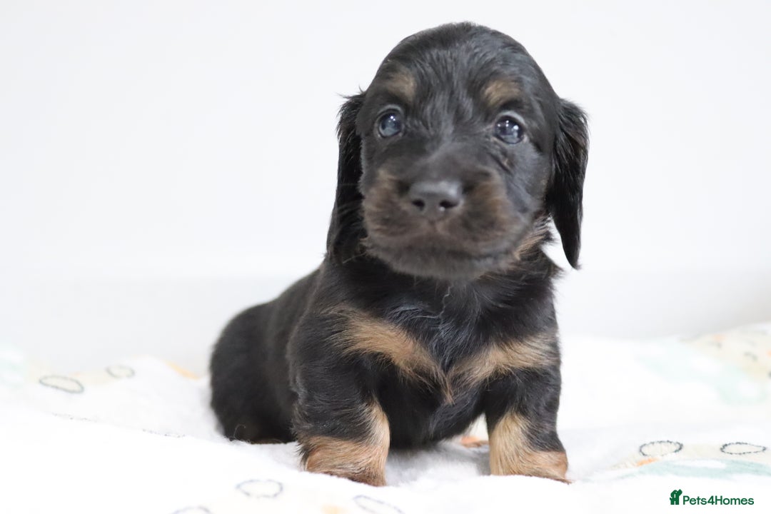 Miniature Dachshund dogs for sale: Ready now miniature long haired dachshunds in Stowmarket - Image 23