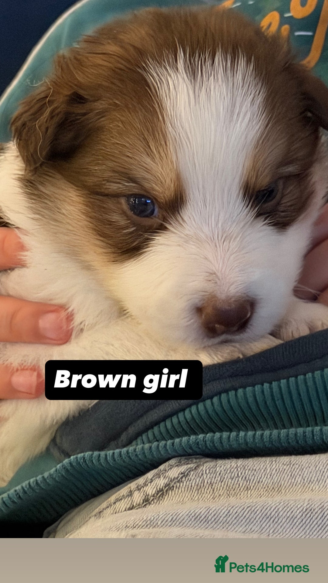 Border Collie dogs for sale: Little of collie pups - Advert 2