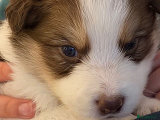 Border Collie dogs Litter of collie pups - Advert 5