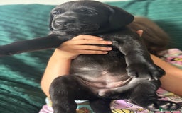 Labrador Retriever dogs for sale: KC registered Labrador retrievers for sale  - Image 22