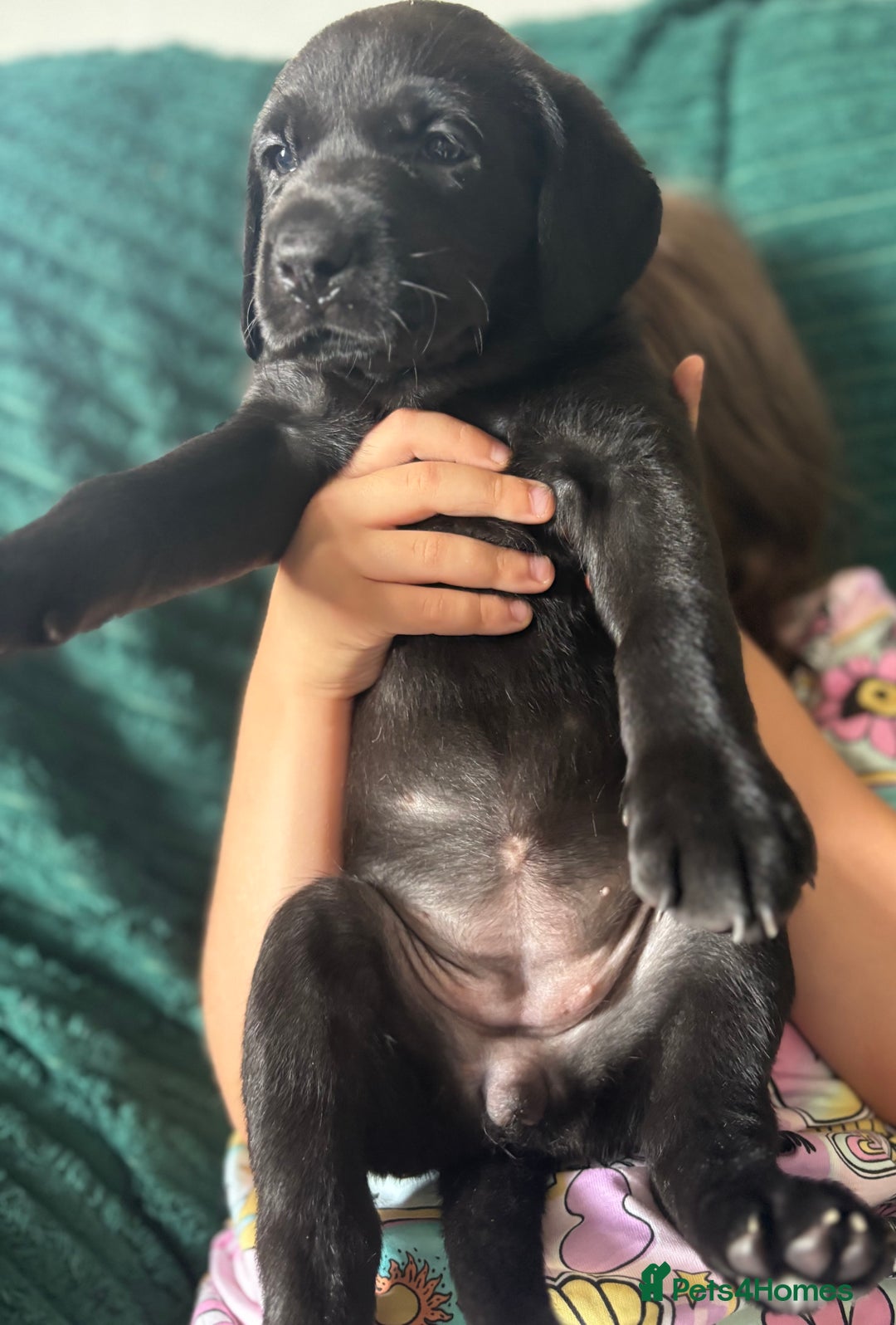 Labrador Retriever dogs for sale: KC registered Labrador retrievers for sale  - Image 22