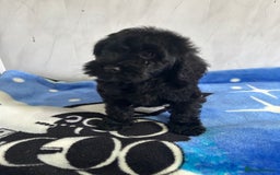 Cockapoo dogs for sale: Beautiful cockapoos - Advert 5