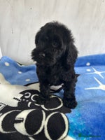 Cockapoo dogs - Advert 8