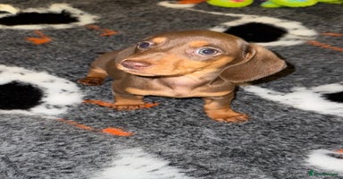 Miniature Dachshund dogs 🩵🩷Stunning KC Reg Mini Dachshunds🩵🩷 - Advert 14