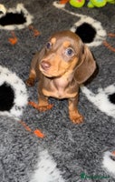 Miniature Dachshund dogs 🩵🩷Stunning KC Reg Mini Dachshunds🩵🩷 - Advert 3