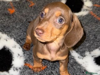 Miniature Dachshund dogs 🩵🩷Stunning KC Reg Mini Dachshunds🩵🩷 - Advert 16