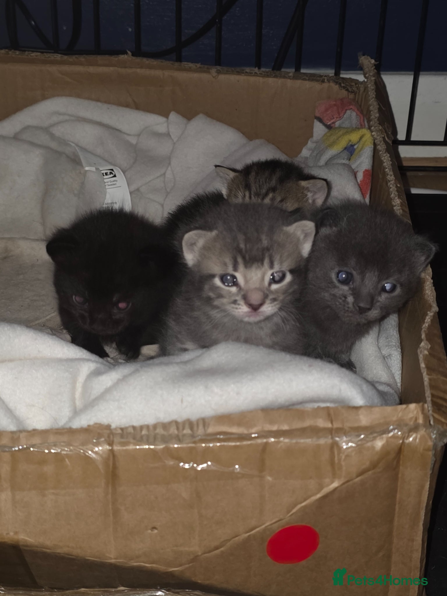 Bengal cats Beautiful coloured 1/2 Bengal Kittens - Advert 2