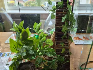 Mouse rodents African pygmy dormice - Advert 2