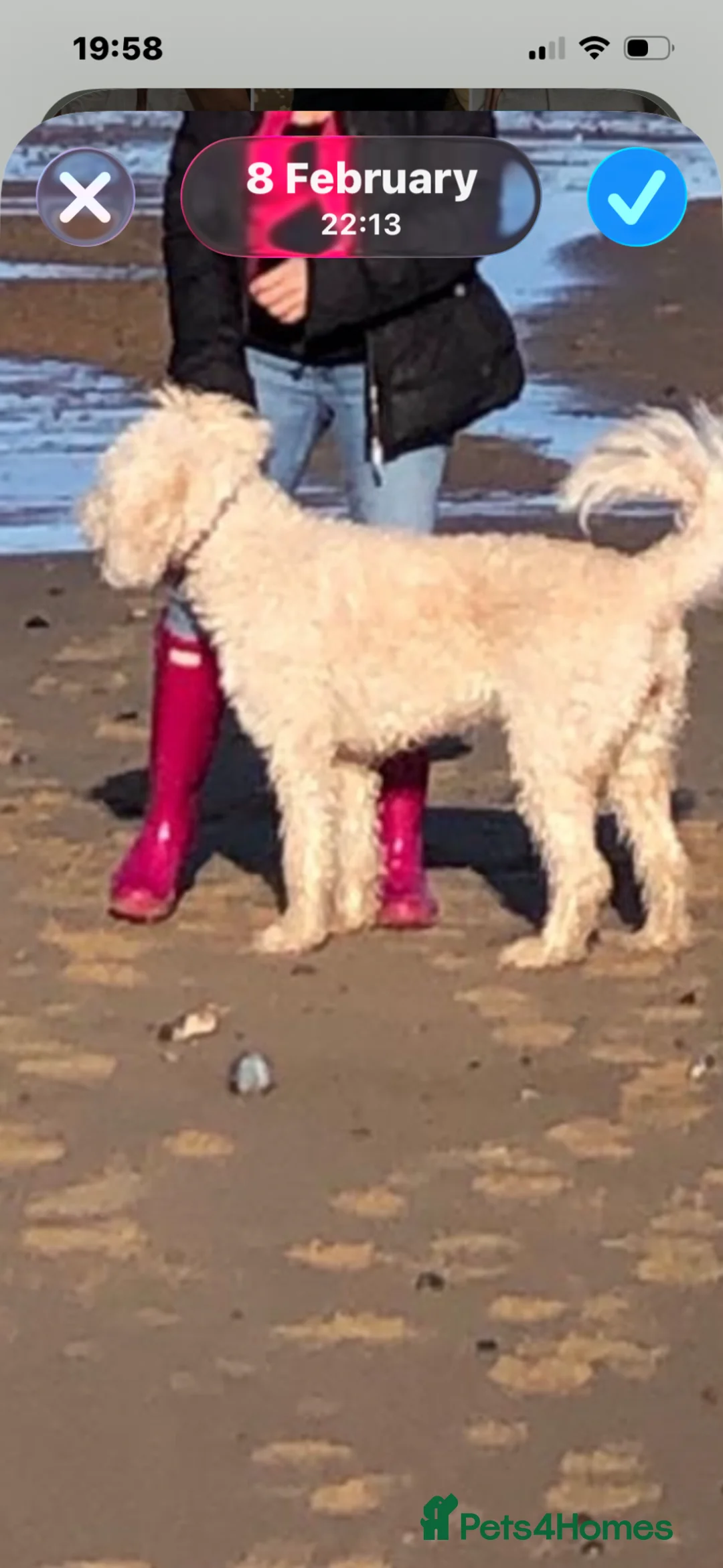 Goldendoodle dogs for sale: 7yr old golden doodle  - Advert 2