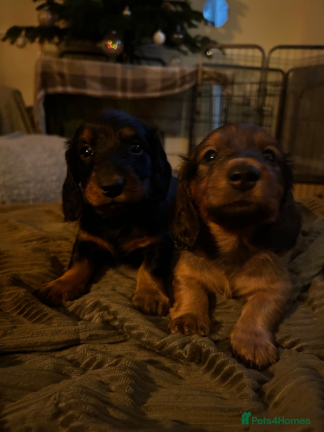 Dachshund dogs for sale: KC Registered Standard Long Hair Dachshund Puppies - Advert 8
