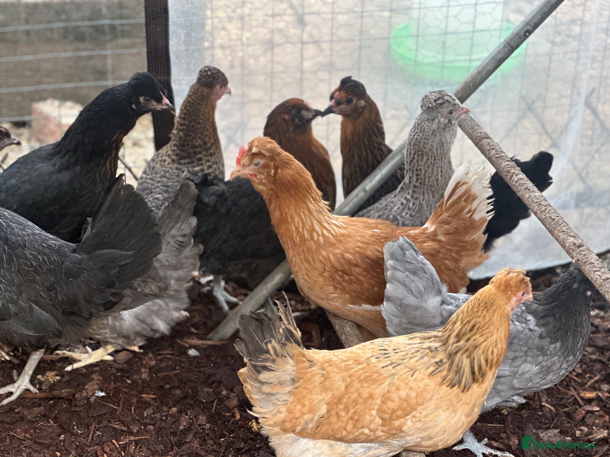 Chickens poultry Beautiful Point of Lay Chickens & more ‼️READY NOW - Advert 1