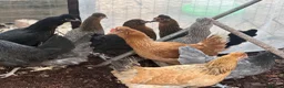 Chickens poultry for sale: Beautiful Point of Lay Chickens & more ‼️READY NOW - Advert 1