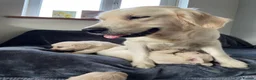 Golden Retriever dogs for sale: KC Registered Golden Retriever puppies in Pencader - Advert 2