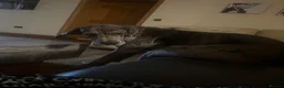 Great Dane dogs for sale: WINNIE THE GREAT DANE  - Advert 4