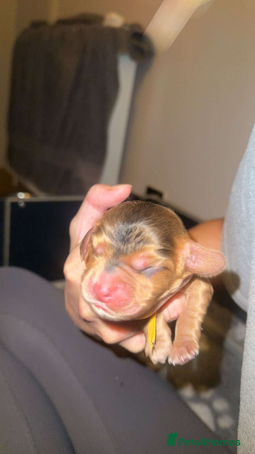 Cocker Spaniel dogs for sale: KC Reg Show Cocker Spaniel Puppies  - Advert 15