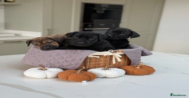 Cane Corso dogs - Advert 4