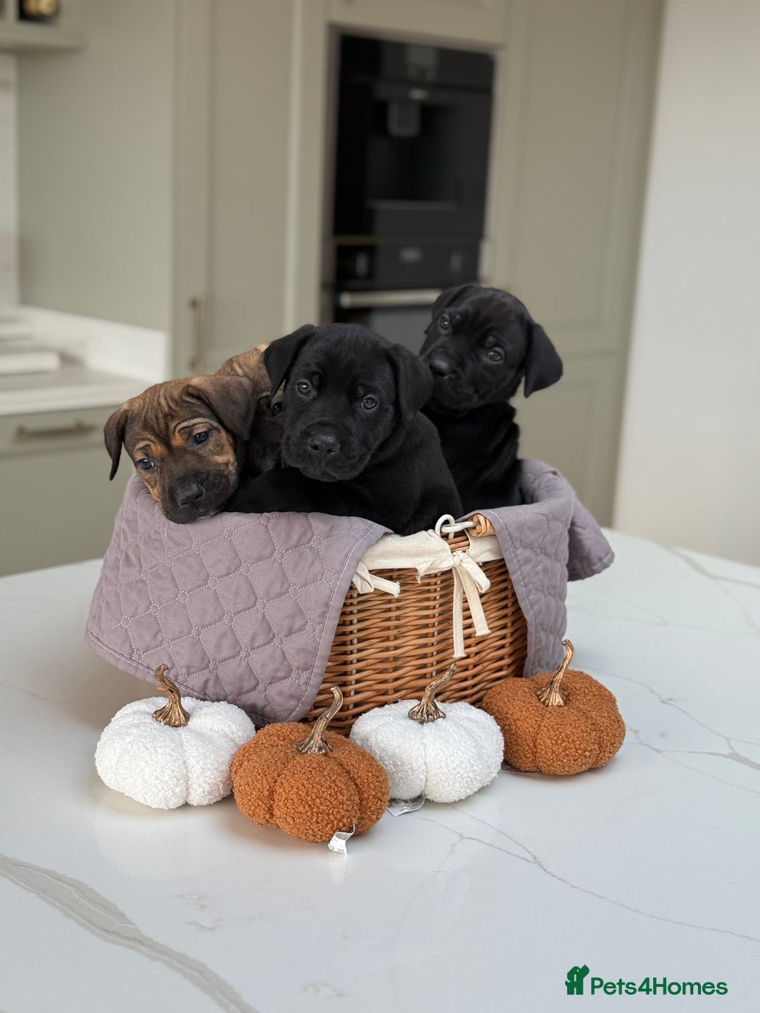 Cane Corso dogs for sale: Beautiful Cane Corso Puppies - Image 29