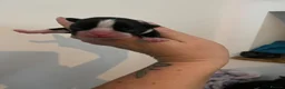 Boston Terrier dogs for sale: 5 Outstanding Wildax & Skin Deep  - Advert 10