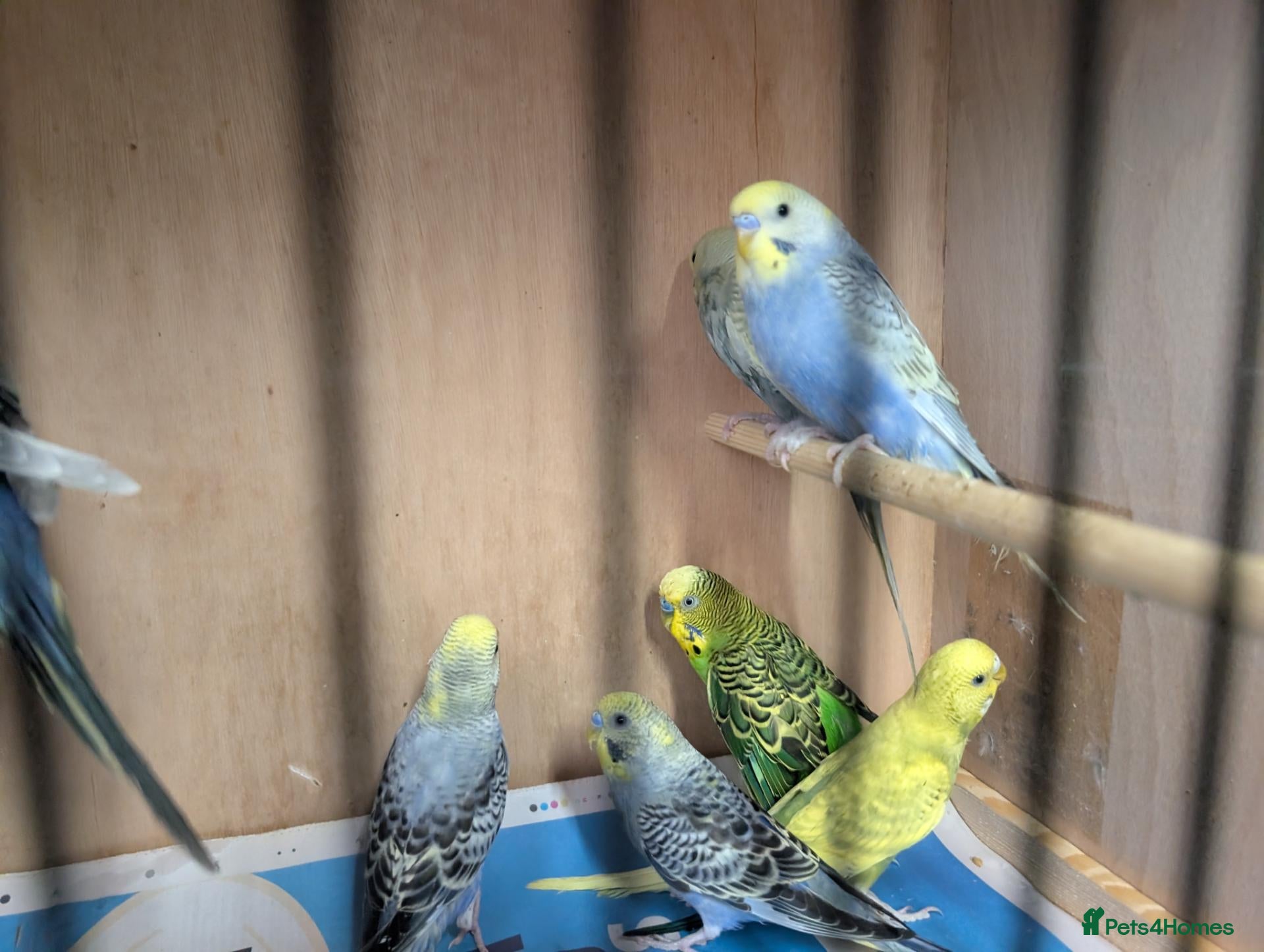 Budgerigars birds Budgies with Complete setup and Cage - Advert 1
