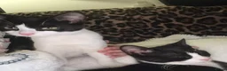 Mixed Breed cats for sale: Two black and white female kittens - Advert 6