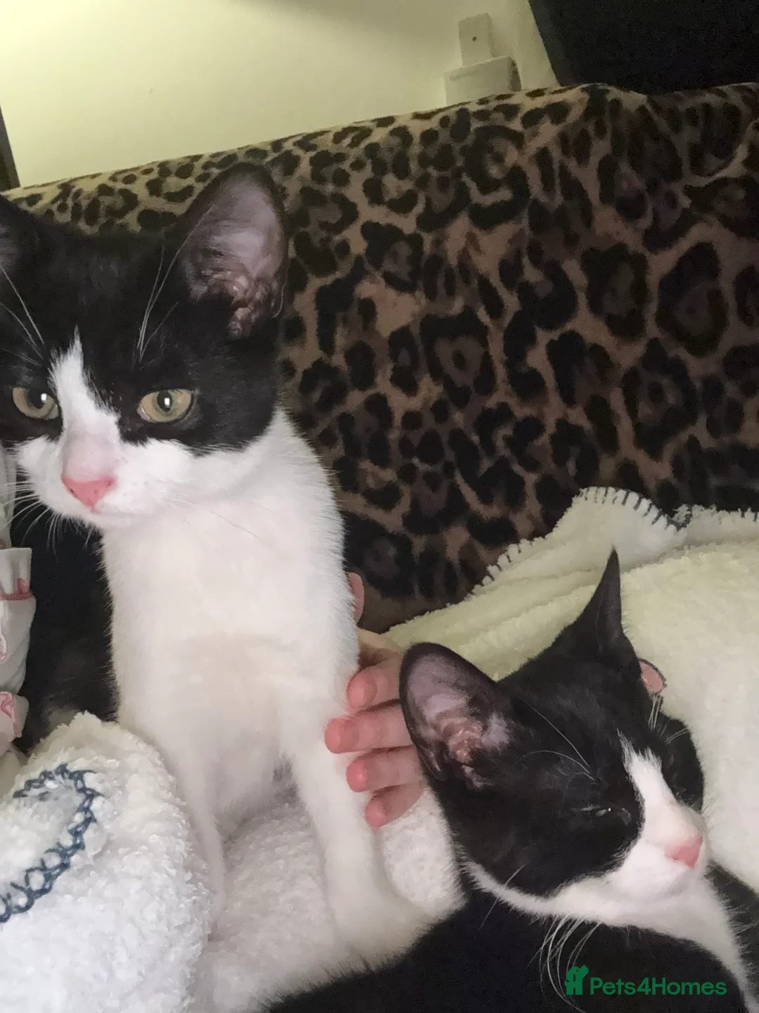 Mixed Breed cats for sale: Two black and white female kittens - Advert 6