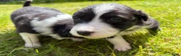 Mixed Breed dogs for sale: ✨ Beautiful Border Aussie Puppies ✨ - Advert 14