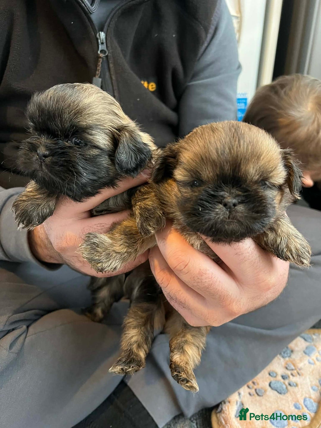 Shih Tzu dogs for sale: Shihtzu puppys  - Advert 3