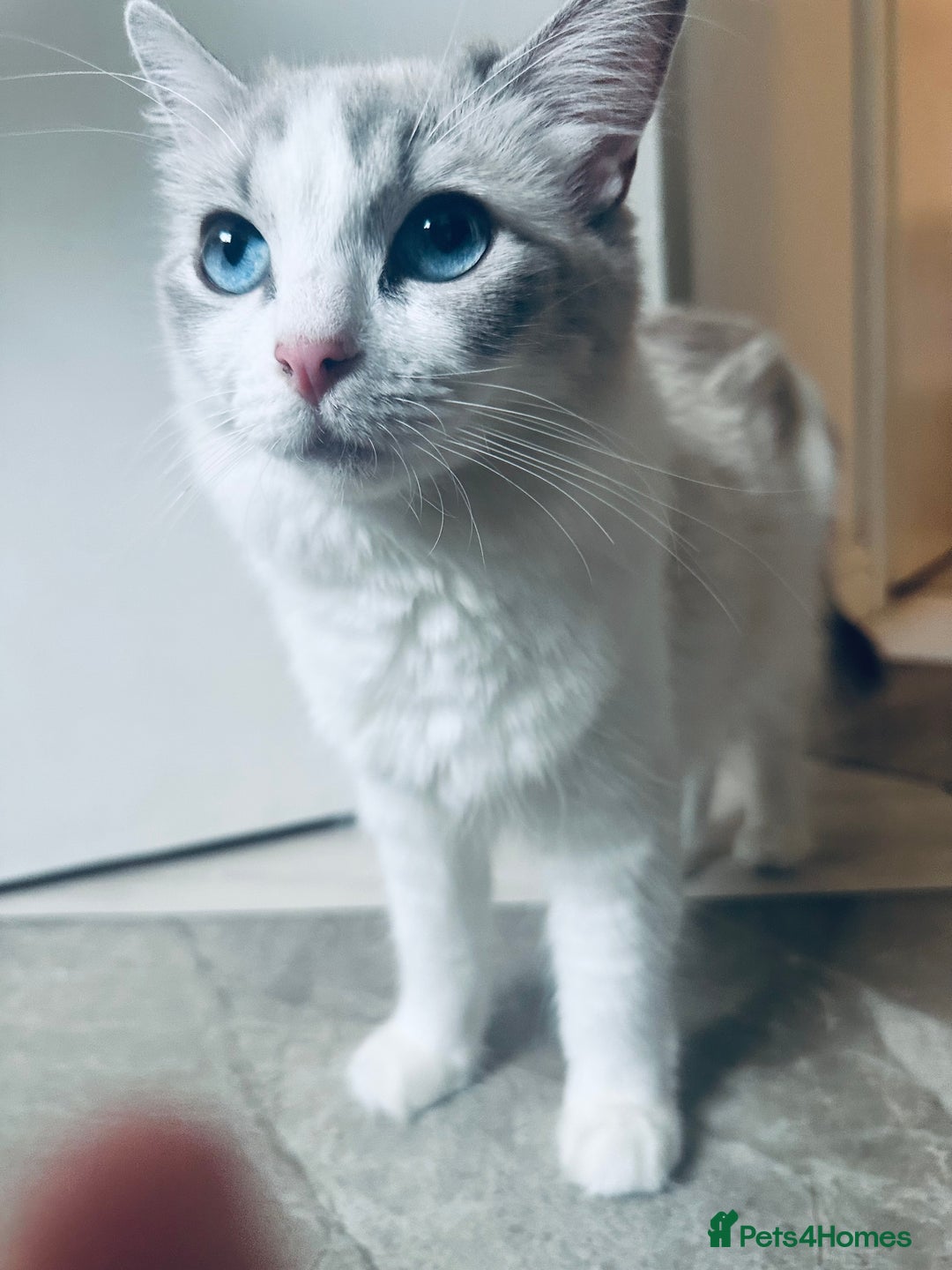 Ragdoll cats for sale: 4 Adorable kittens for sale 🩵🩵 - Image 13