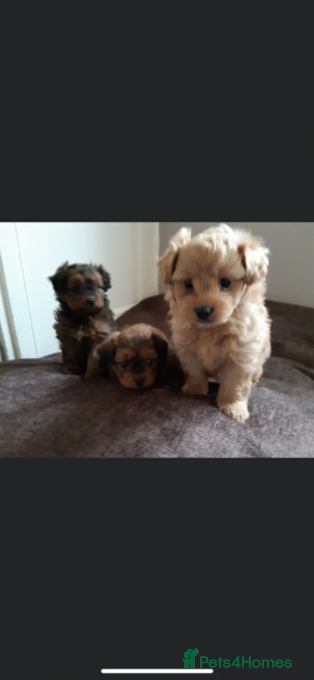 Toy Poodle dogs for stud: Extensively DNA Health Tested Deep Red Toy Poodle in Mansfield - Advert 24