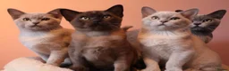 Burmese cats for sale: Beautiful Healthy Burmese  - Advert 13