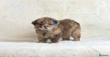 Chow Chow dogs Exotic colour pure chow chow puppies for sale - Advert 6