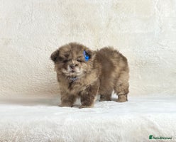 Chow Chow dogs Exotic colour pure chow chow puppies for sale - Advert 6