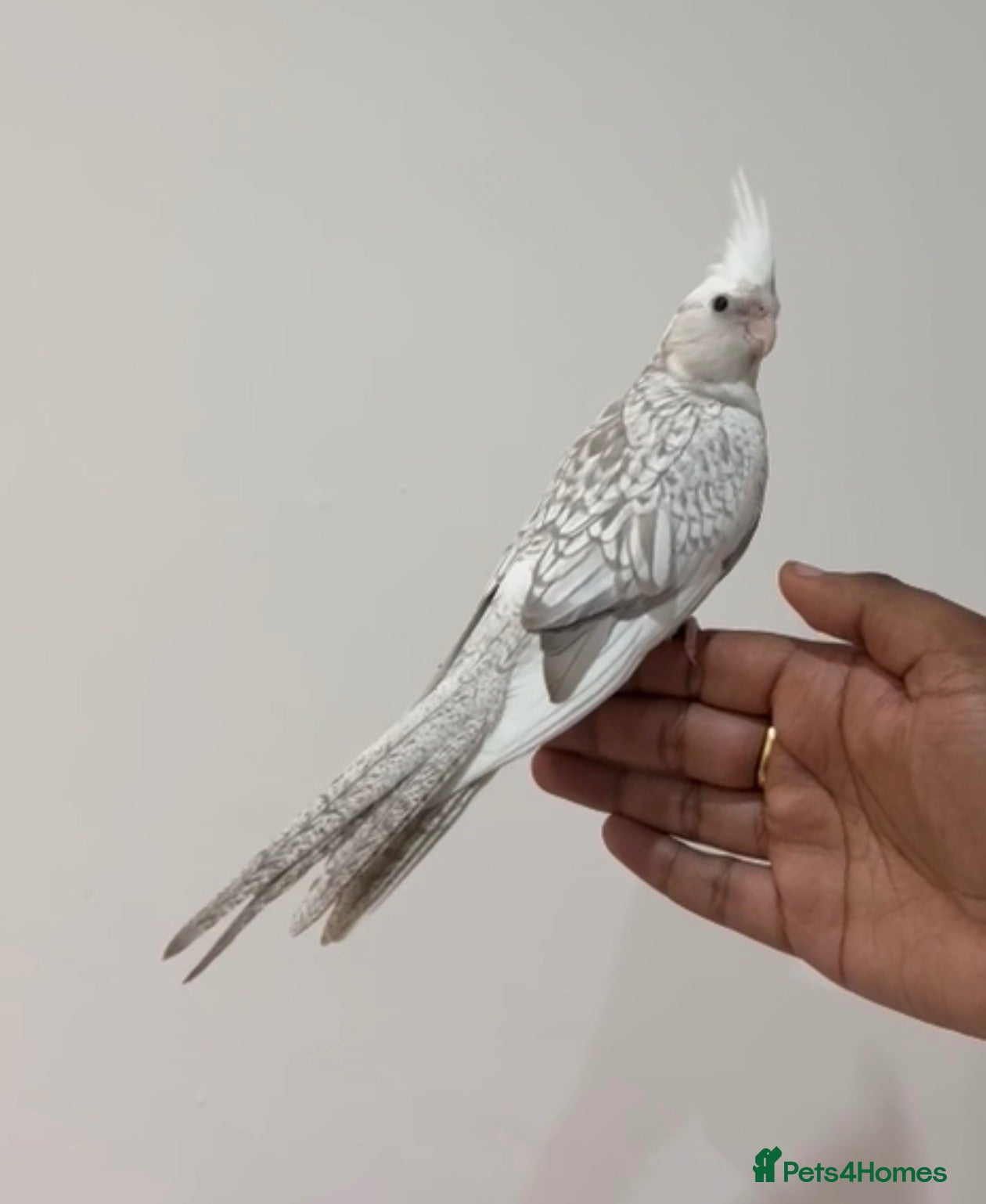 Cockatiels birds Hand Tamed White Pied Baby Cockatiel - Advert 1