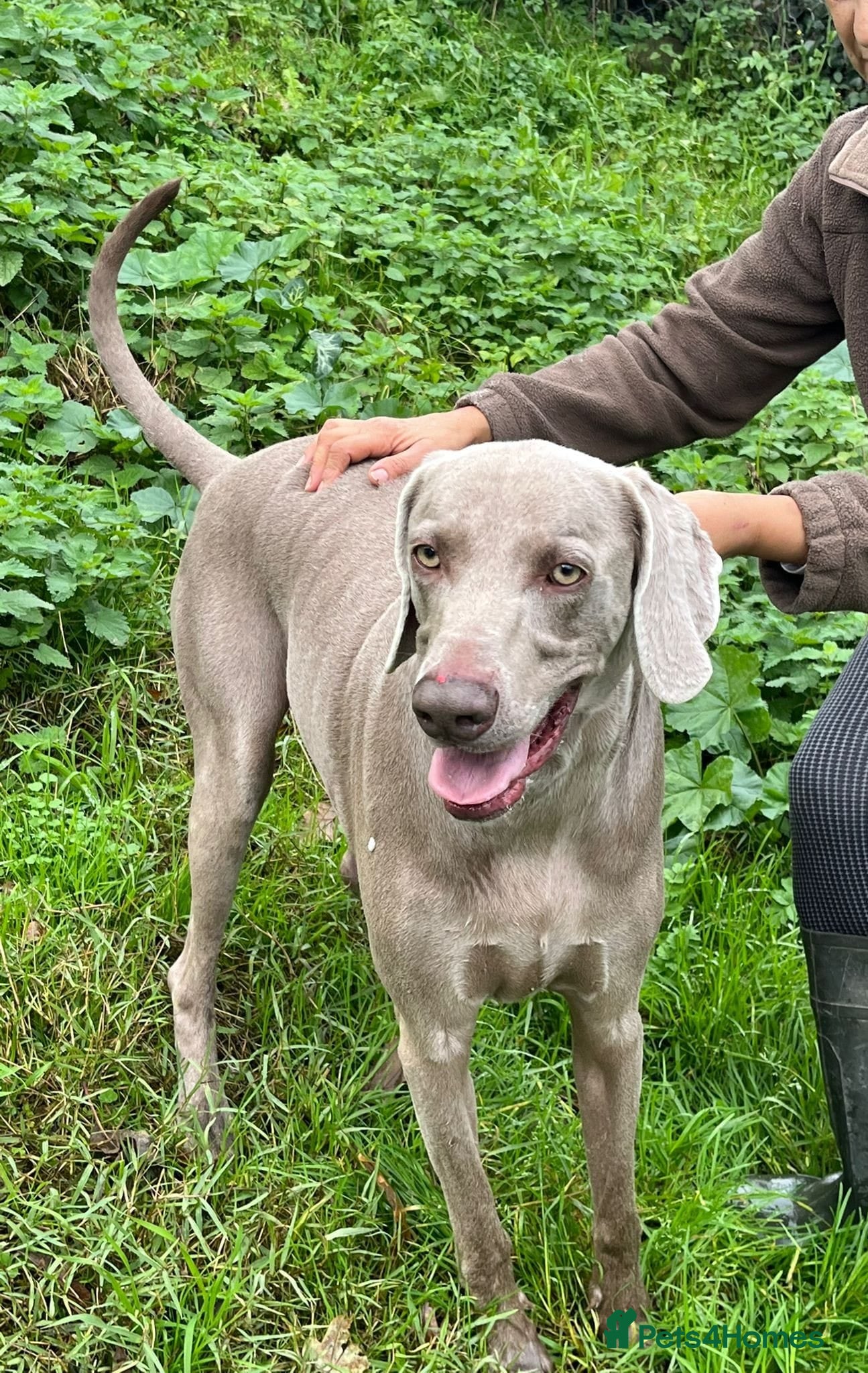 Weimaraner dogs Thor, a handsome Weimaraner - Advert 1