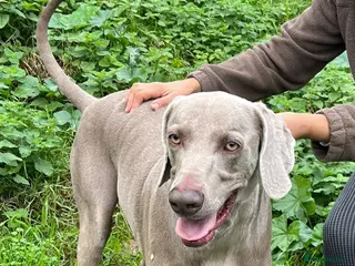 Weimaraner dogs for adoption: Thor, a handsome Weimaraner - Advert 1
