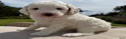 Australian Labradoodle dogs for sale: Miniature Australian Labradoodle Puppies  - Advert 13