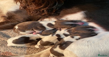 English Springer Spaniel dogs - Advert 5