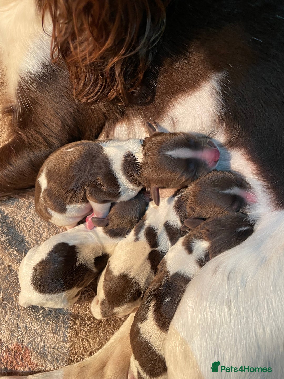 English Springer Spaniel dogs for sale: Gorgeous ESS Puppies-Heavily Marked Liver & White - Image 2