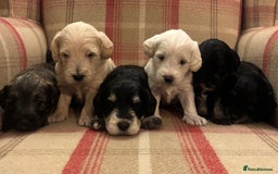 Schnoodle dogs for sale: Beautiful Schnoodle Puppies KC Reg Parents!!  - Image 3